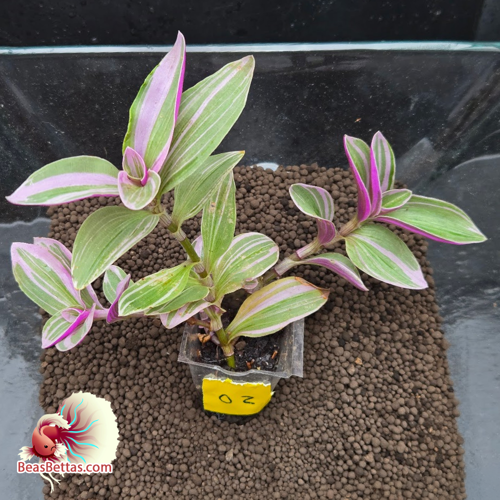Tradescantia "Pink Nanouk" 02