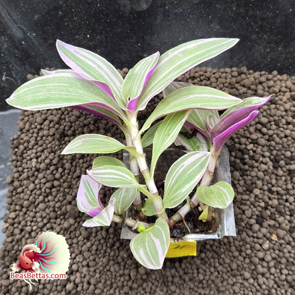 Tradescantia "Pink Nanouk" 04