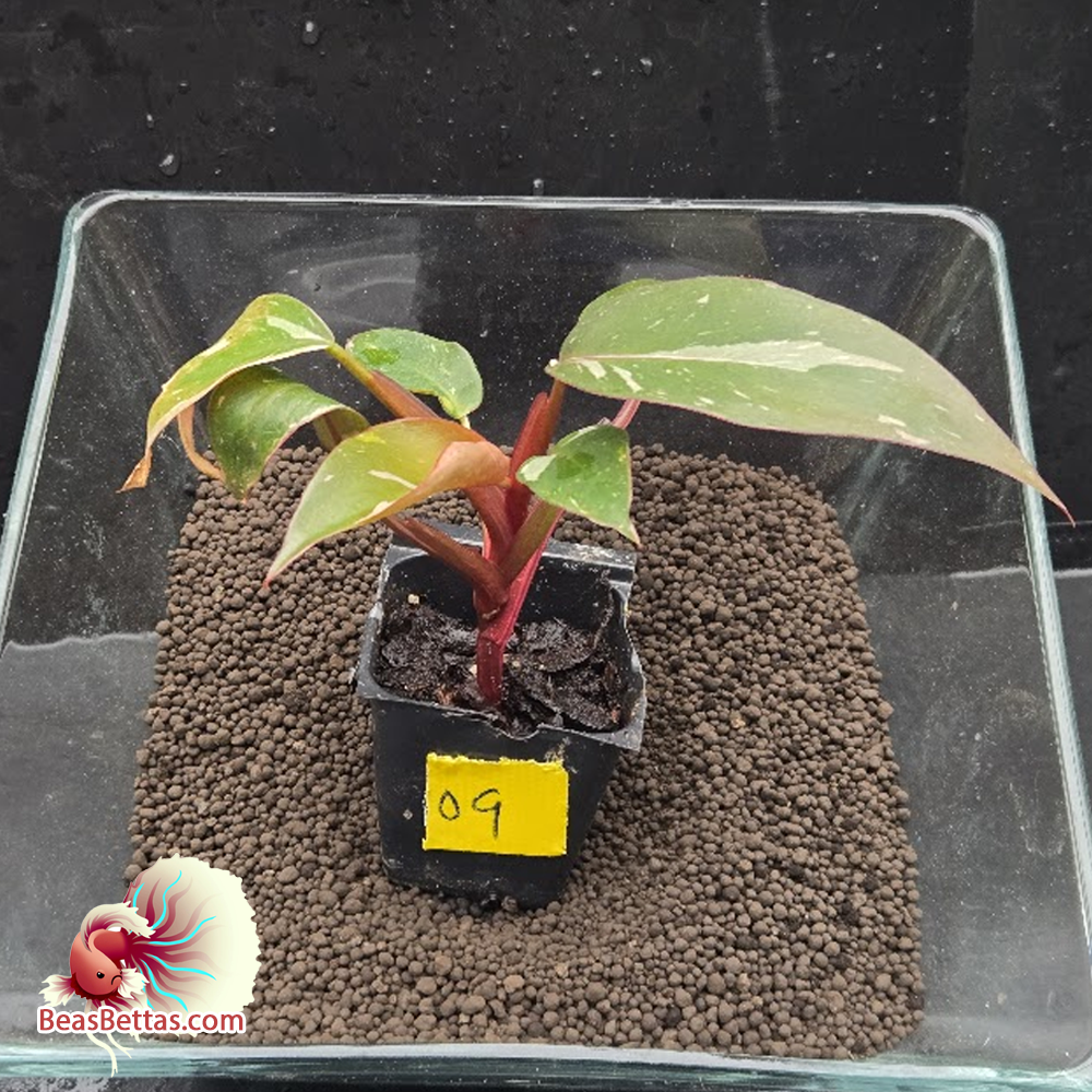 Pink Princess Philodendron 