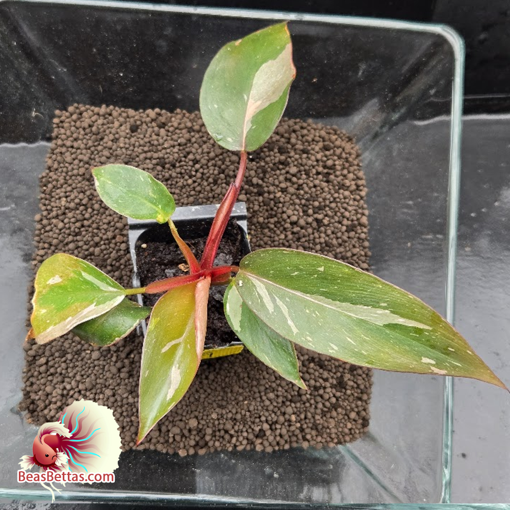 Pink Princess Philodendron 