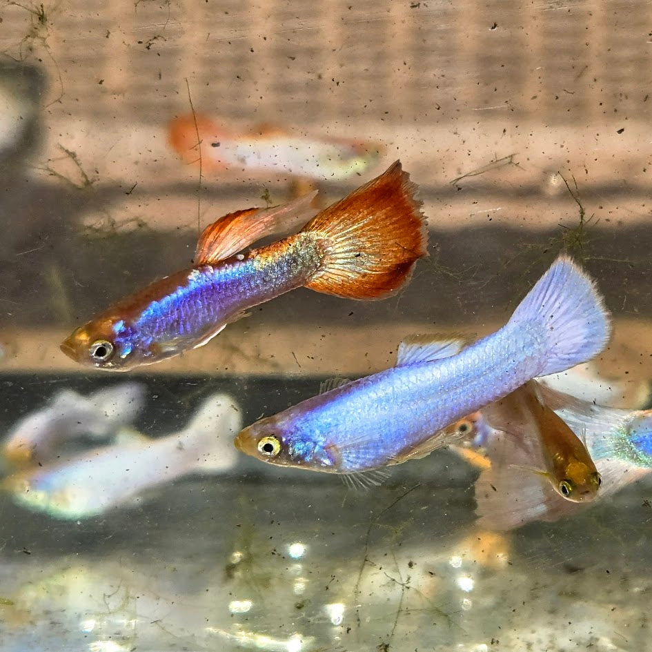 Assorted Male Guppies
