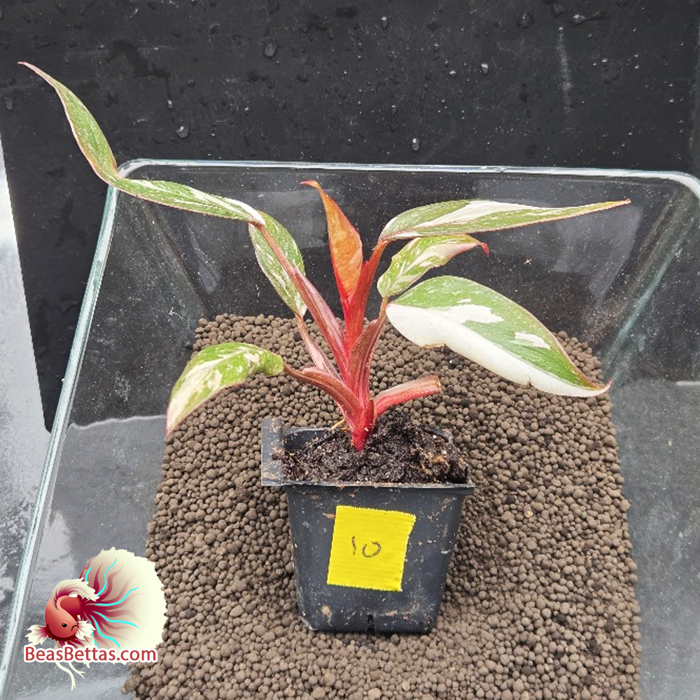 Pink Princess Philodendron 