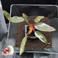 Pink Princess Philodendron 