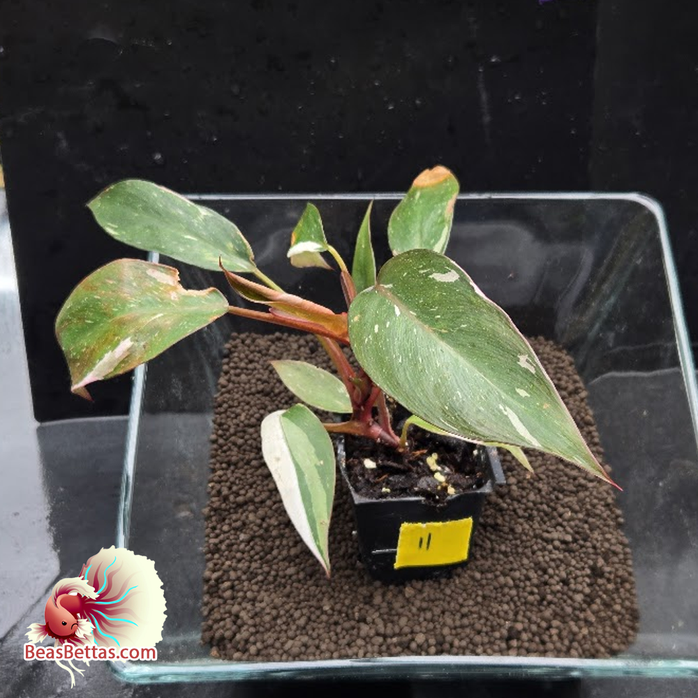 Pink Princess Philodendron 