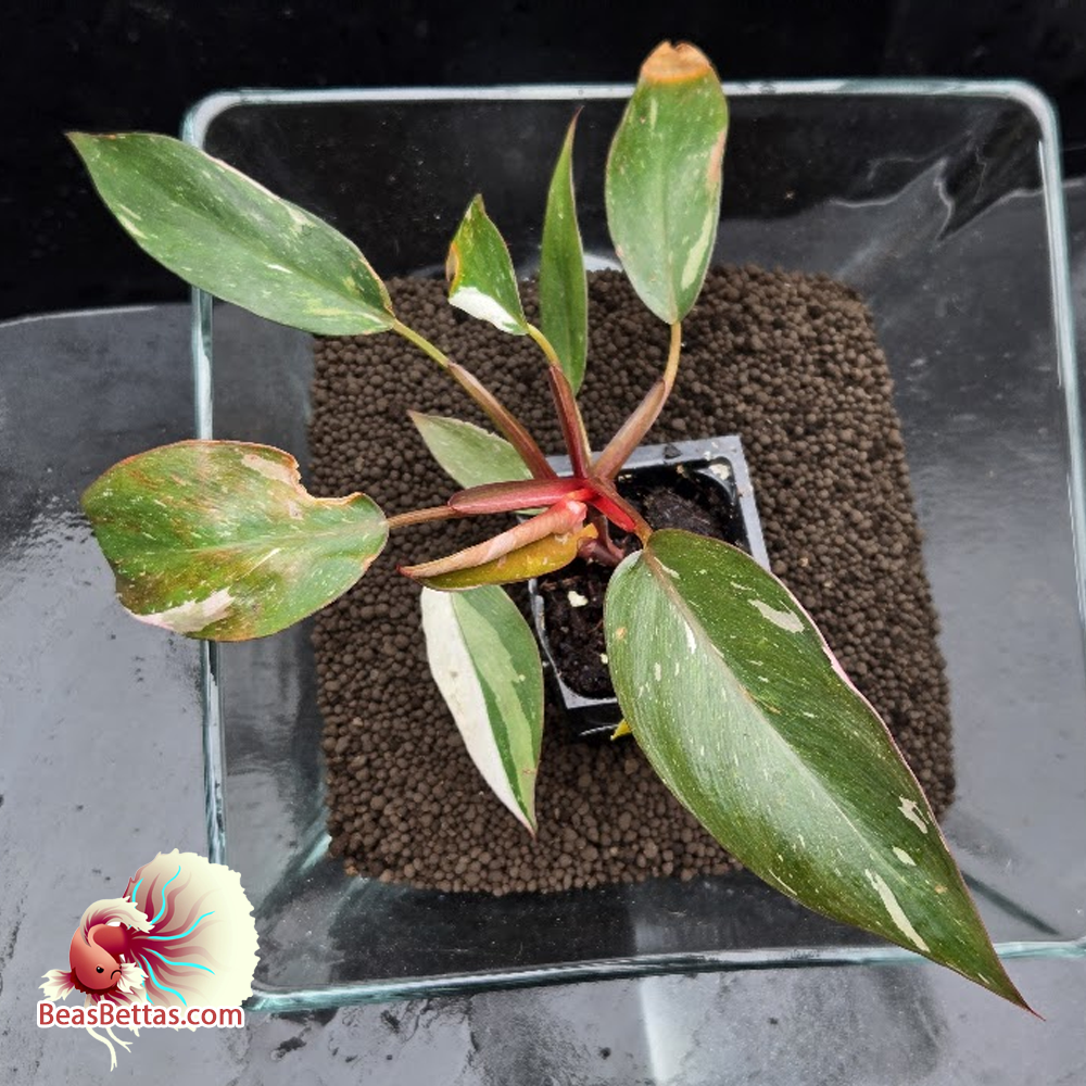 Pink Princess Philodendron 
