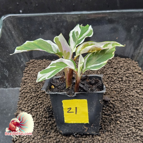Calathea White Fusion Starter