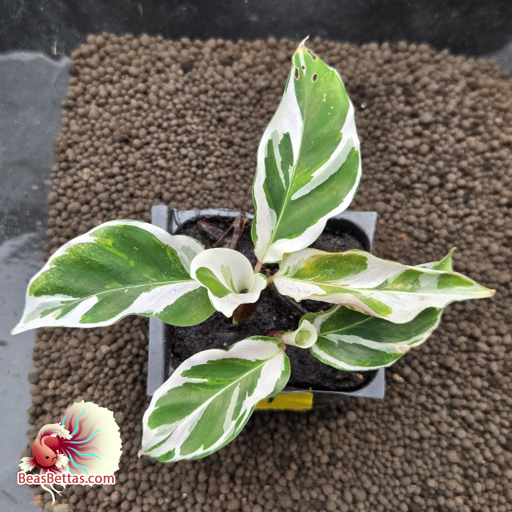 Calathea White Fusion Starter