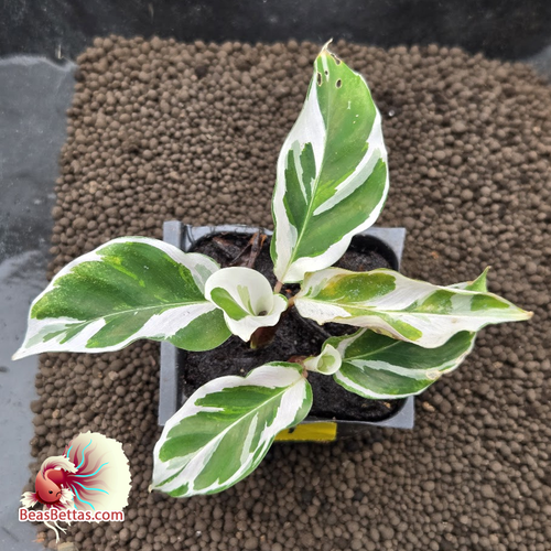 Calathea White Fusion Starter