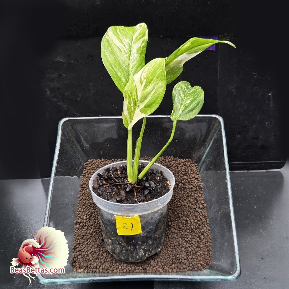 Monstera Lechleriana Albo 21