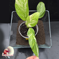 Monstera Lechleriana Albo 21
