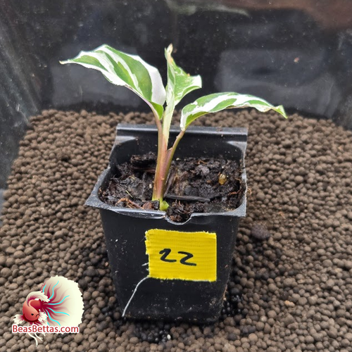 Calathea White Fusion Starter