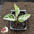 Calathea White Fusion Starter