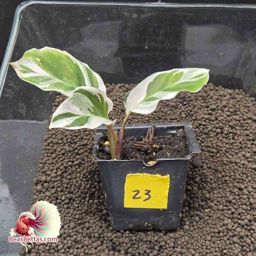 Calathea White Fusion Starter