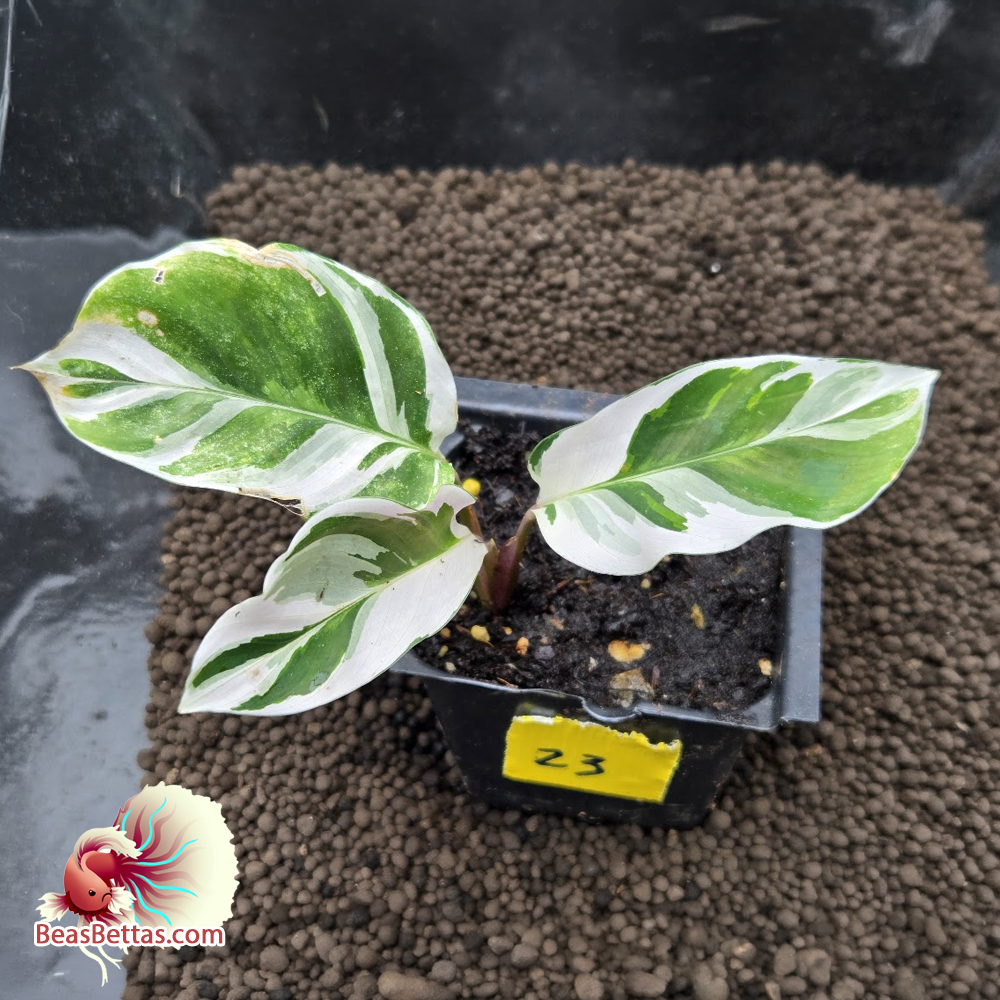 Calathea White Fusion Starter