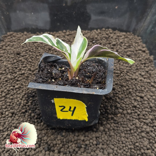 Calathea White Fusion Starter