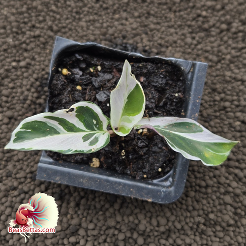 Calathea White Fusion Starter