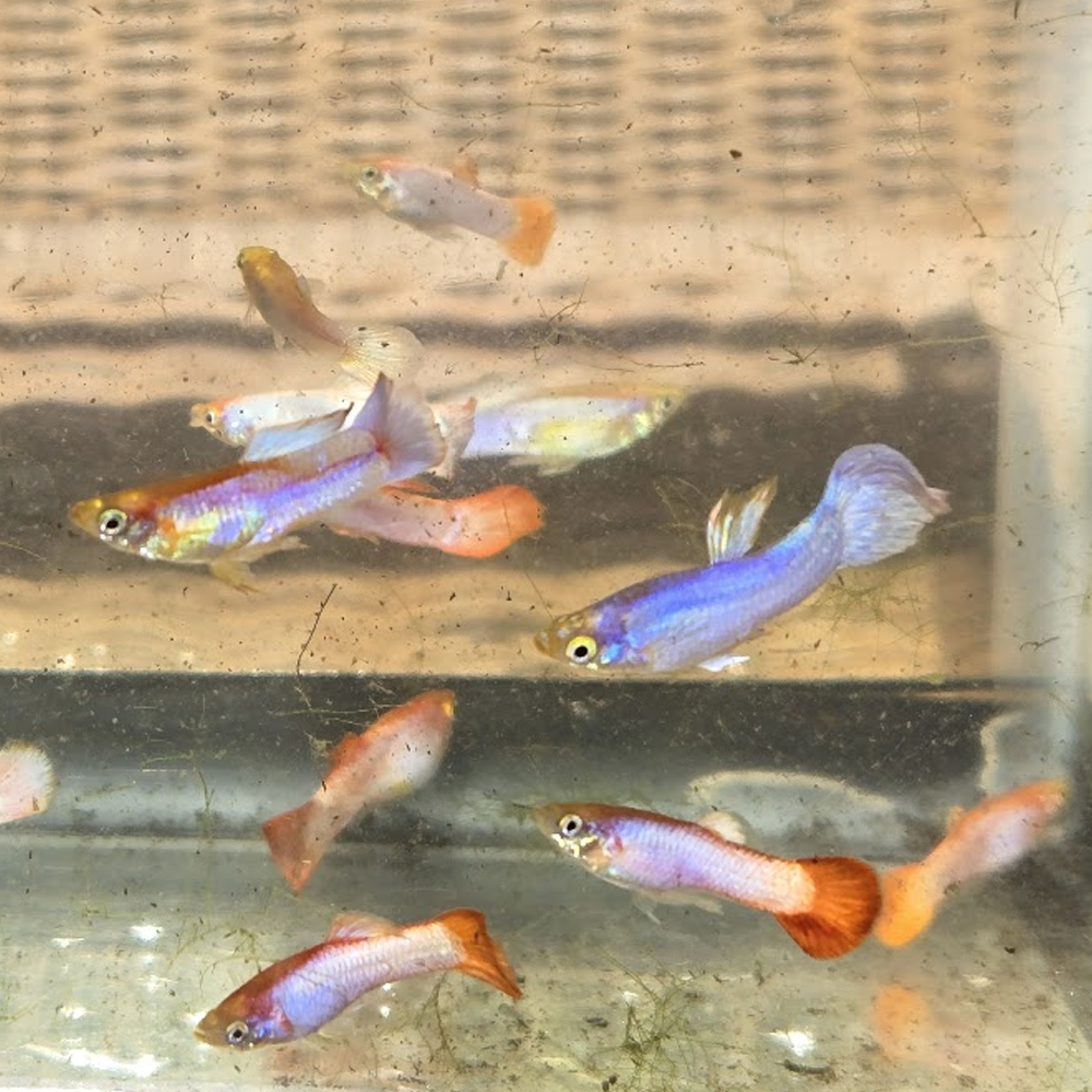 Assorted Male Guppies