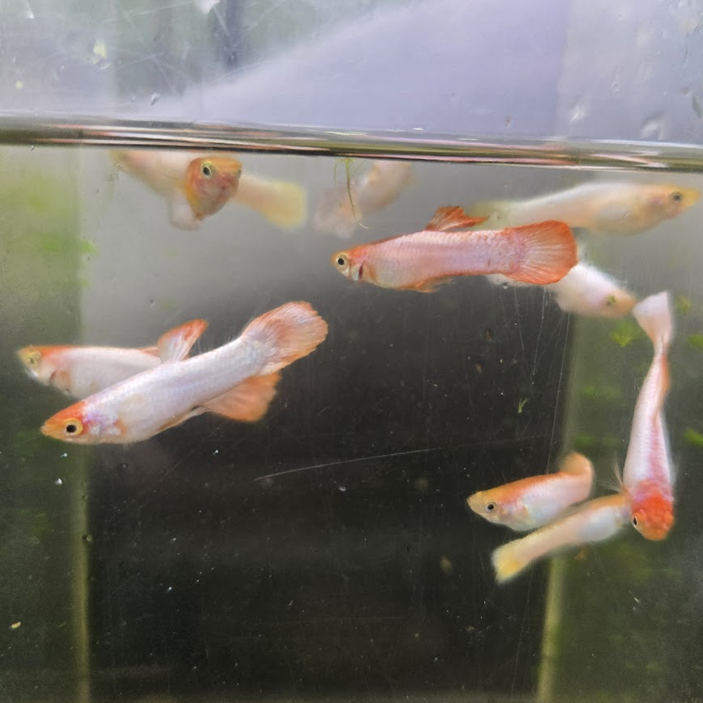 Assorted Male Guppies