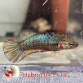 Female Hybrid Betta Fish - H04 F18