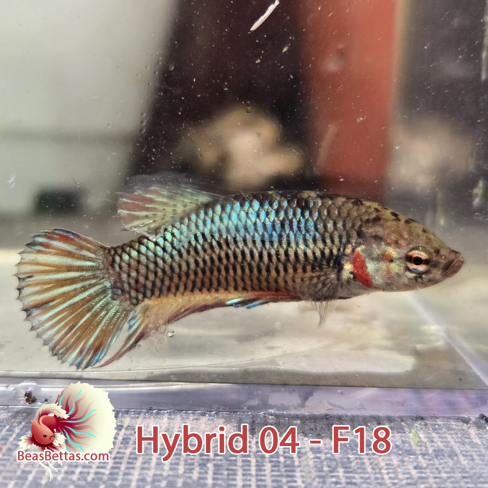 Female Hybrid Betta Fish - H04 F18