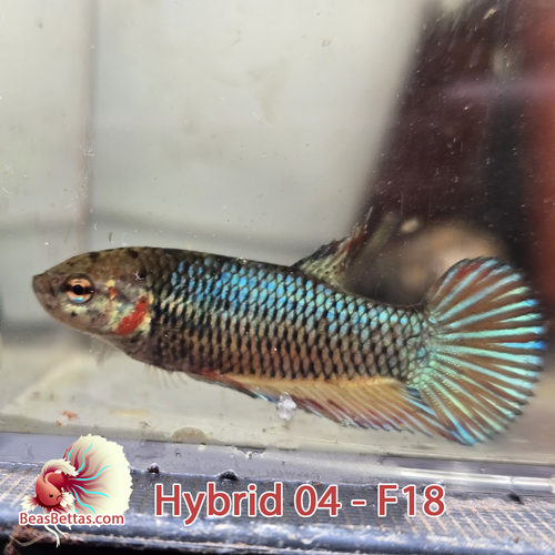 Female Hybrid Betta Fish - H04 F18
