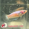 USA Born Hybrid betta, female cellophane with iridescent scales 