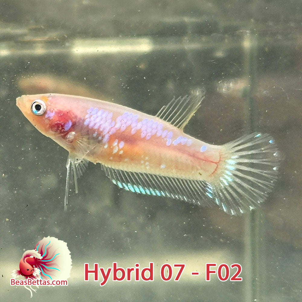 USA Born Hybrid betta, female cellophane with iridescent scales 