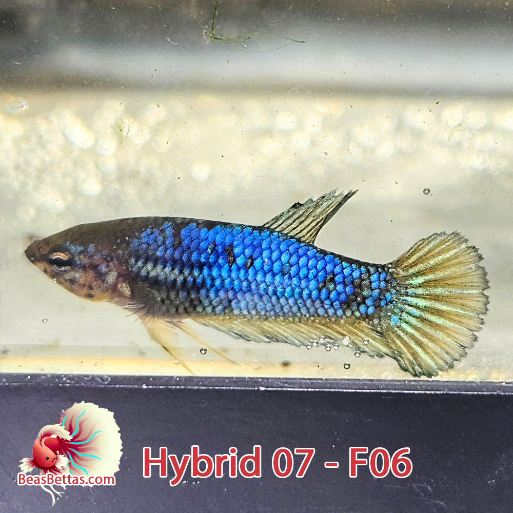 USA Born hybrid betta fish, blue with yellow fins.  