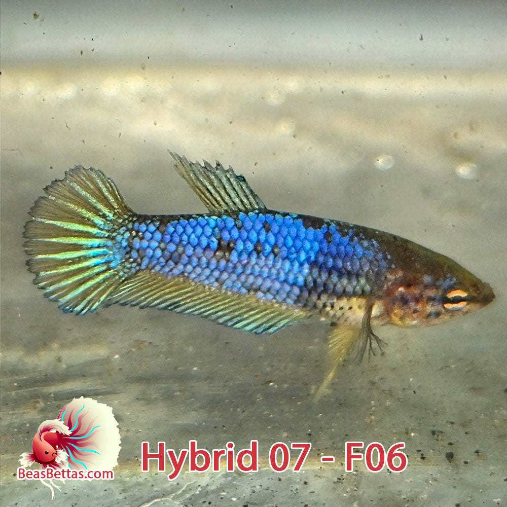 USA Born hybrid betta fish, blue with yellow fins.  