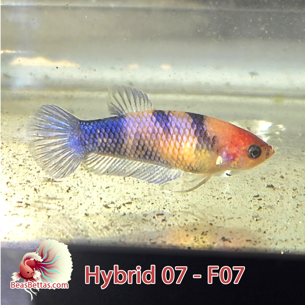 Female Hybrid Betta Fish - H07 F07
