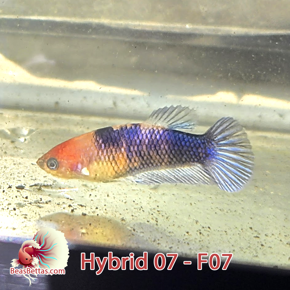 Female Hybrid Betta Fish - H07 F07