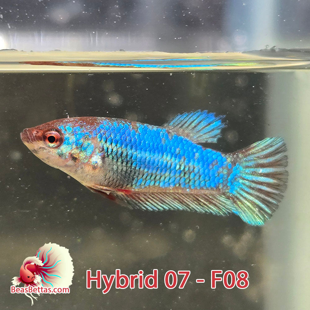 USA Born hybrid betta fish, blue female