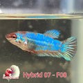 USA Born hybrid betta fish, blue female