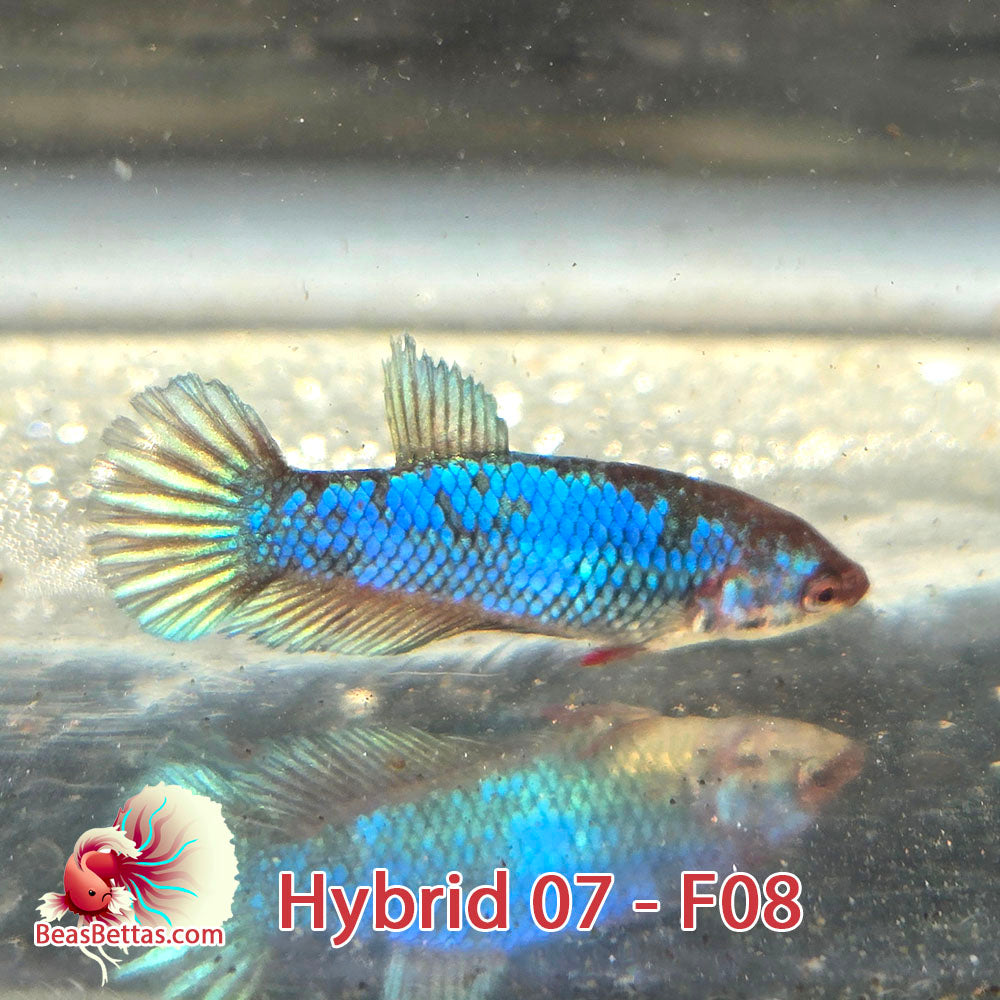 USA Born hybrid betta fish, blue female