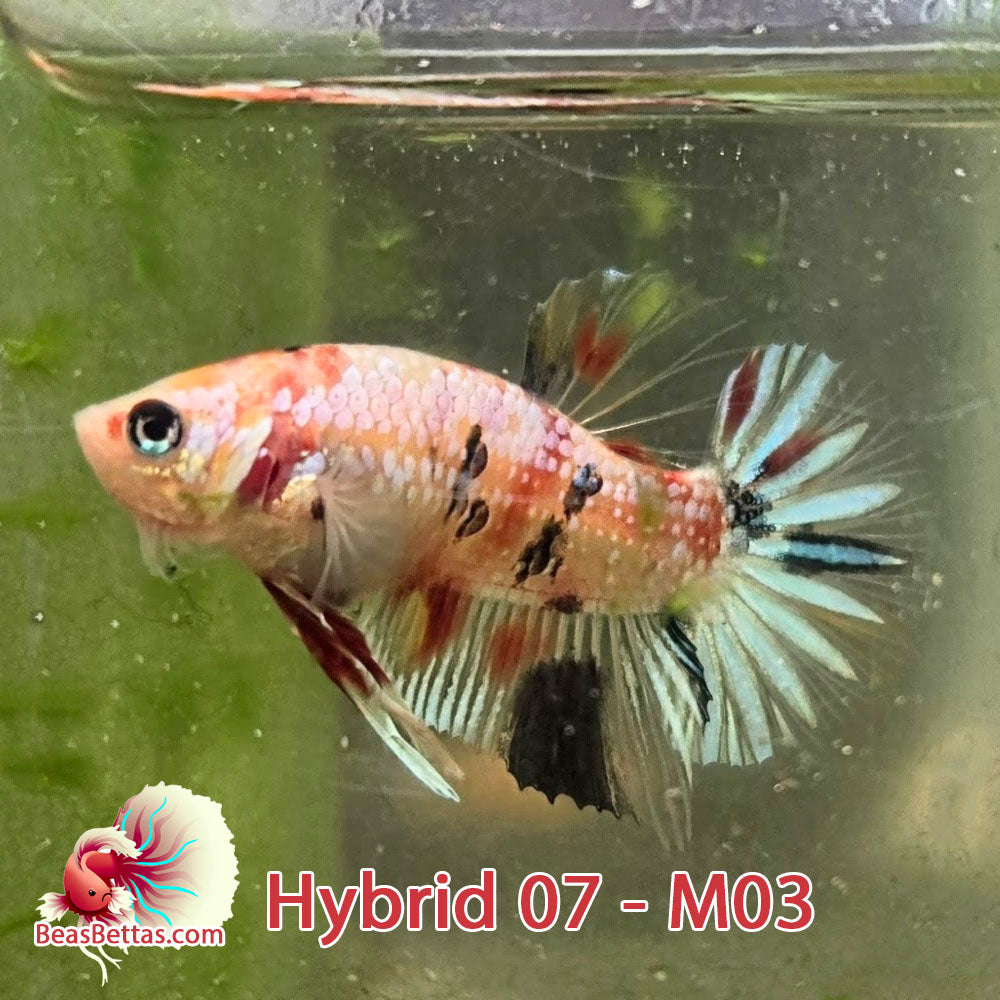 USA Born hybrid betta fish, Red Koi, Marble, Male, blue stripes, Spadetail