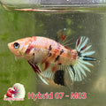 USA Born hybrid betta fish, Red Koi, Marble, Male, blue stripes, Spadetail