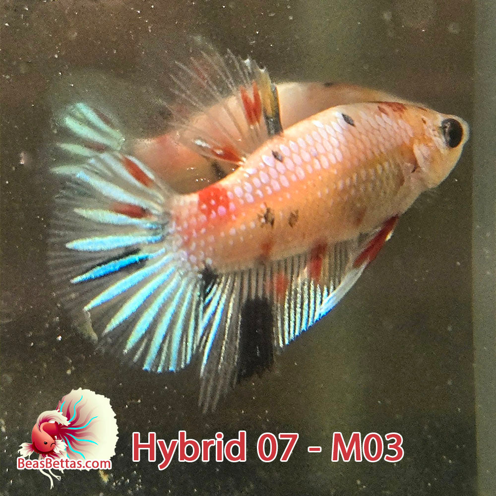 USA Born hybrid betta fish, Red Koi, Marble, Male, blue stripes, Spadetail