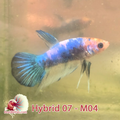 Male Hybrid Betta Fish - H07 M04