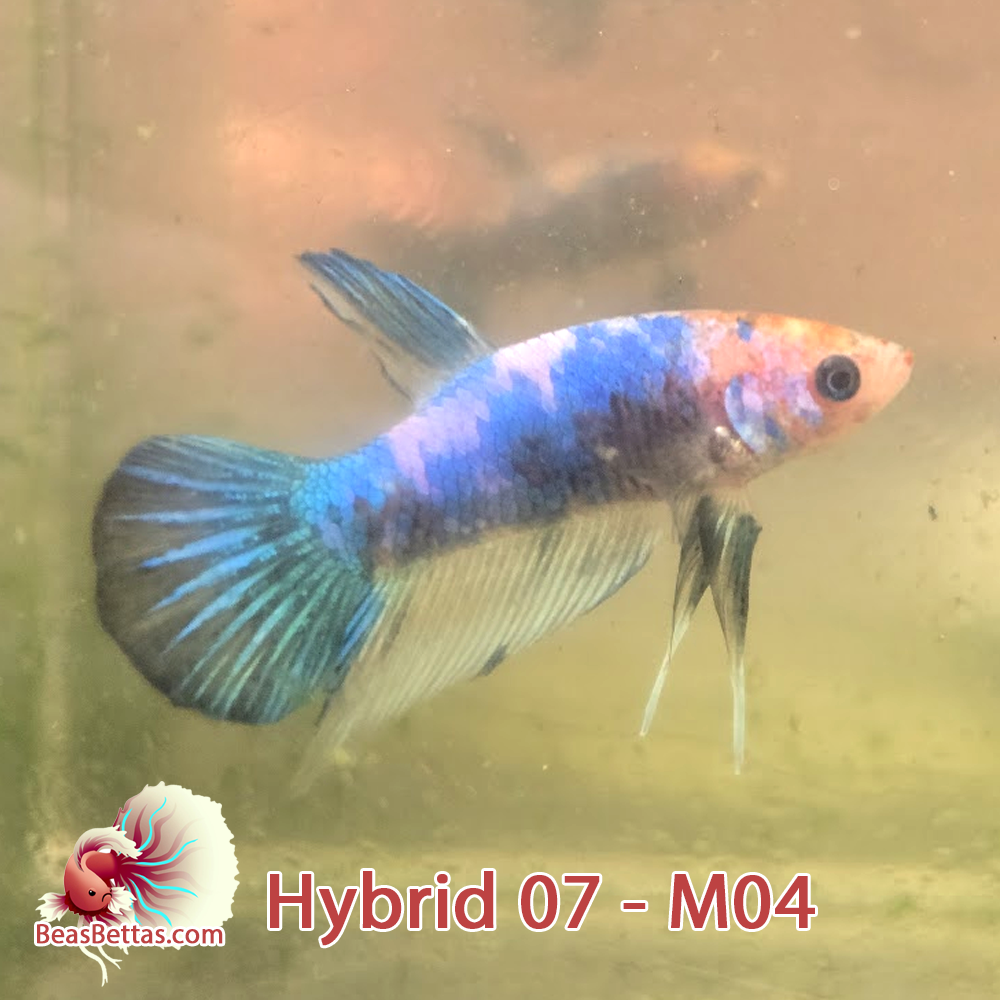Male Hybrid Betta Fish - H07 M04