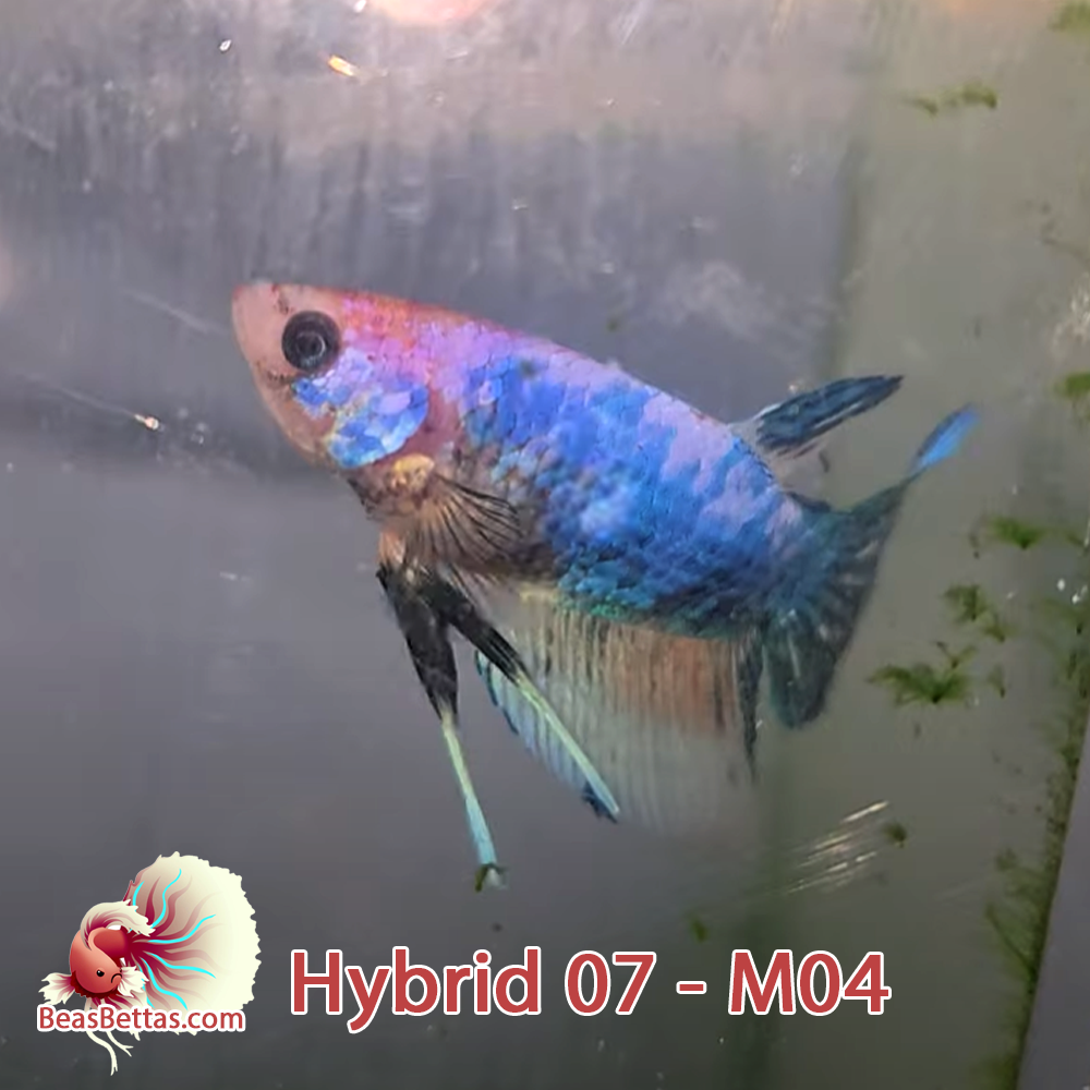 Male Hybrid Betta Fish - H07 M04