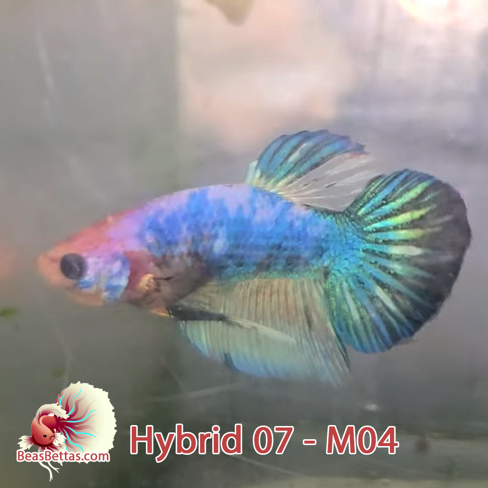 Male Hybrid Betta Fish - H07 M04