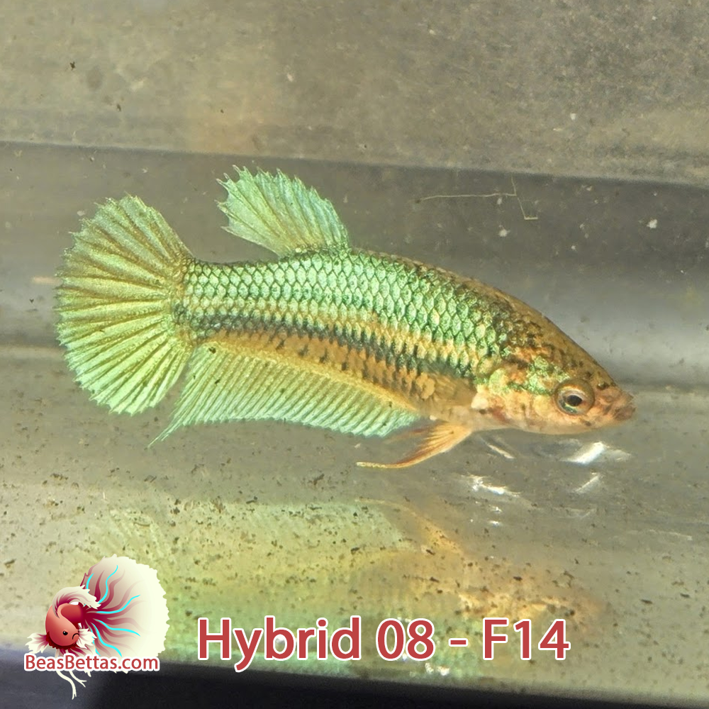 Female Hybrid Betta Fish - H08 F14