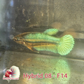 Female Hybrid Betta Fish - H08 F14