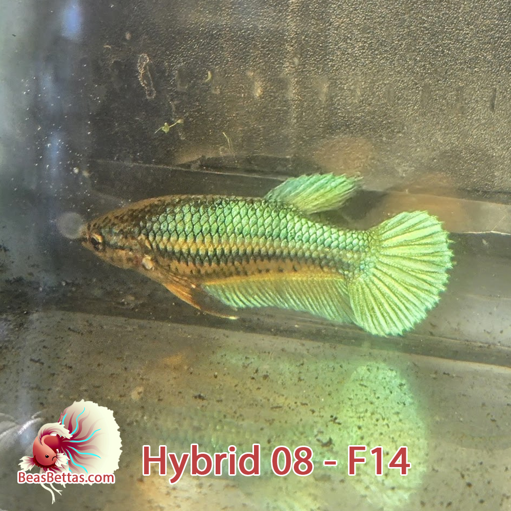 Female Hybrid Betta Fish - H08 F14