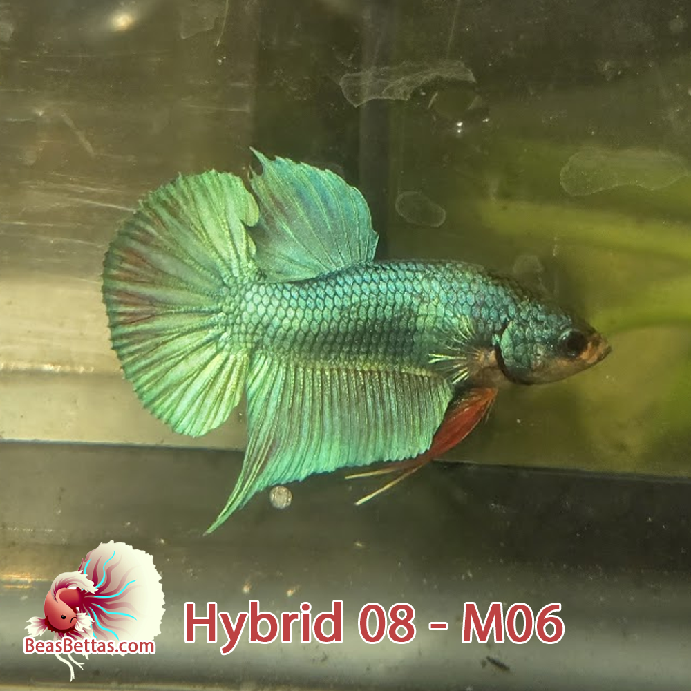 Male Hybrid Betta Fish - H08 M06