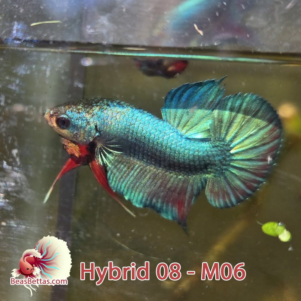 Male Hybrid Betta Fish - H08 M06