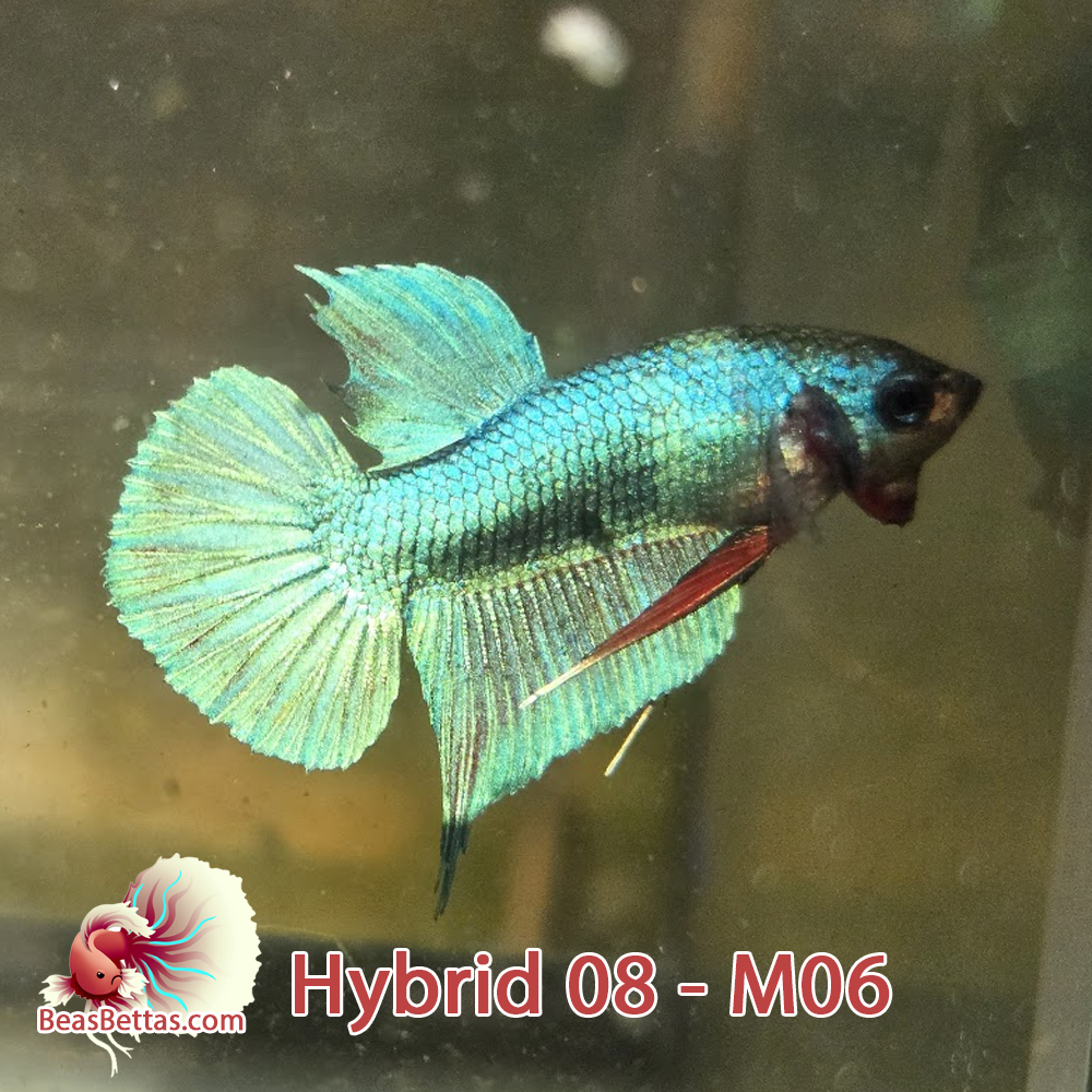 Male Hybrid Betta Fish - H08 M06
