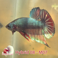 Male Hybrid Betta Fish - H08 M07