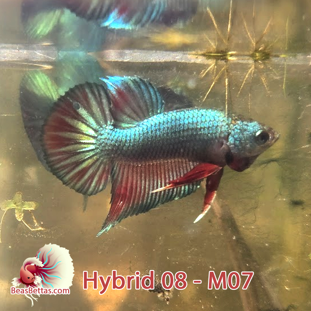 Male Hybrid Betta Fish - H08 M07