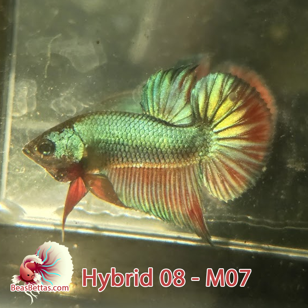 Male Hybrid Betta Fish - H08 M07